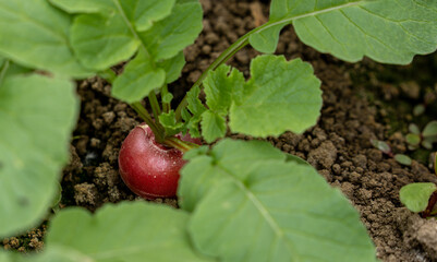 red radishes