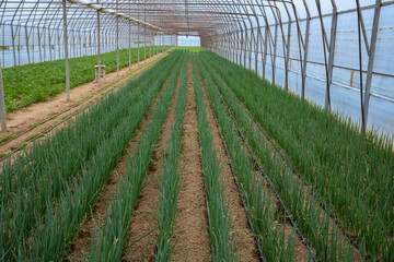 vegetables growing in a greenhouse