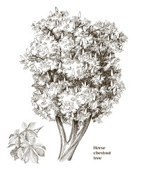 Horse Chestnut tree vector illustration