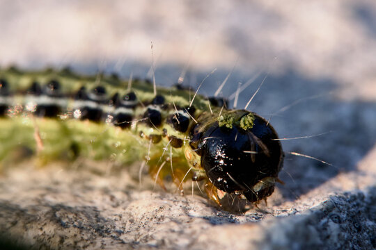 Macro d'une chenille de la pyrale du buis &agrave; l'heure dor&eacute;e