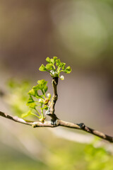 New growth on a maidenhair tree in springtime