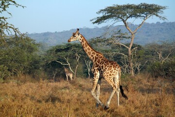 Uganda Rothschild Giraffe