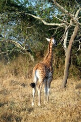 Uganda Rothschild Giraffe