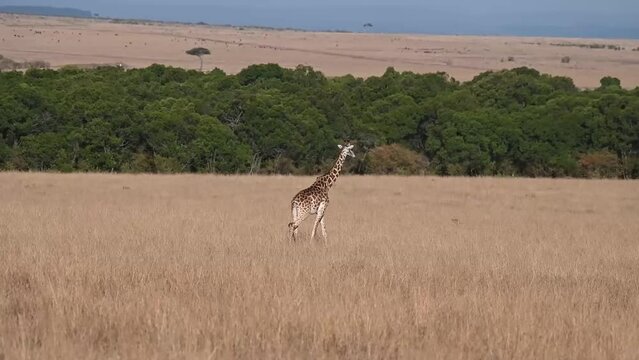 Giraffe strolling in Masai Mara