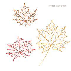 Vector set of hand drawn fall leave of maple in graphics