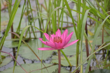 Lotus valley, Indore India