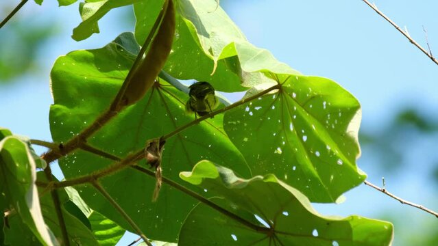 Seen perched on a twig under broad leaves during a hot summer day preeing, Brown-throated Sunbird Anthreptes malacensis, Thailand