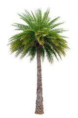 Large palm trees are used to decorate the garden isolate on transparent background PNG file