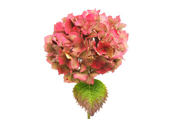 Fading hydrangea flower