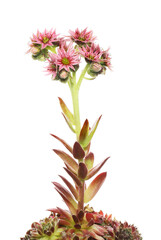 Sempervivum flower spike