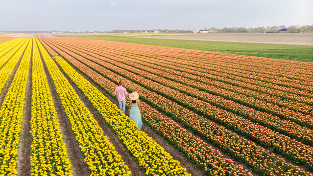 Men And Women In Flower Fields Seen From Above With A Drone In The Netherlands, Flower Fields