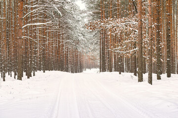Wysoki, sosnowy las, zimą. Ziemię i gałęzie drzew pokrywa warstwa śniegu. - obrazy, fototapety, plakaty