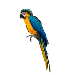 macaw parrot parakeet perching on isolate on transparent background PNG file - obrazy, fototapety, plakaty