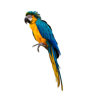 macaw parrot parakeet perching on isolate on transparent background PNG file