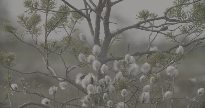 Cotton Grass Summer Close-up View on White Fluffy Flowers Eriophorum Angustifolium Known As Cottongrass, Cotton-grass clog2, clog, canon c70, c log 2, plant