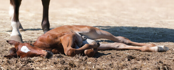 Portrait of a thoroughbred colt . Newborn horse. The beautiful foal is lying in the straw. Foal sleeping. Sunny summer day. Outdoor. A thoroughbred sports horse © Sushchina Marya