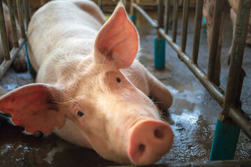 Portrait of cute breeder pig with dirty snout, Close-up of Pig in stable, Pig Breeding farm in swine business in tidy and  indoor © NARONG