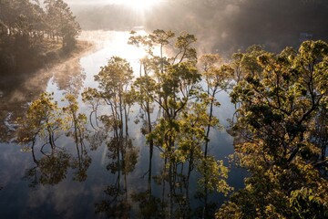 misty morning in the forest