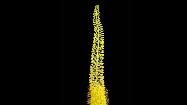 Eremurus Blossoms. Blooming Yellow Eremurus Flower on Black Background. Time Lapse. 4K.