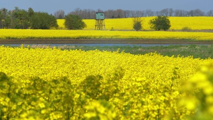 Large Field of Blooming Yellow Rapeseed Landscape - obrazy, fototapety, plakaty