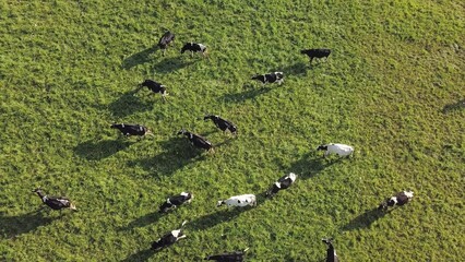 Aerial of Dairy Cows Herd on Pasture Meadow at Sunrise
