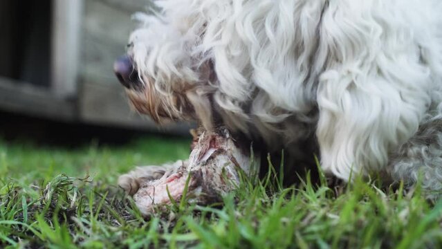 perro caniche blanco comiendo un hueso con carne
