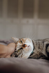 Crop hand stroking cat
