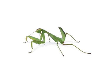 Green European mantis (Mantis religiosa) - 650169710