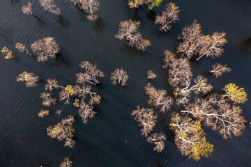 autumn leaves on the ground