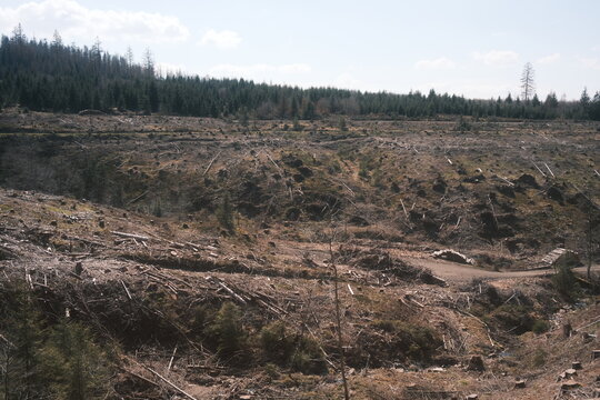 Abgeholzte Wälder beim Harzer Hexenstieg