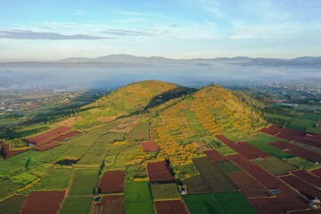 view of landscape with vineyards