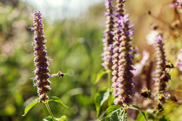 Agastache blooming in summer garden at sunset. Fragrant herb grows on flower bed. Bee collects nectar
