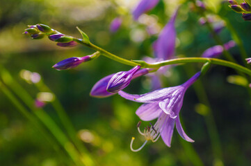 flower hosta