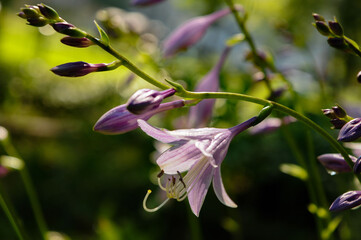 flower hosta