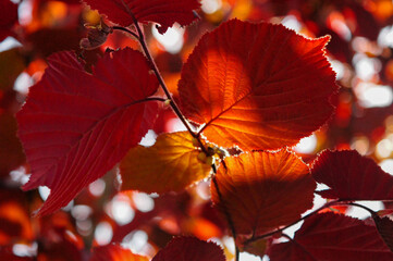 red autumn leaves