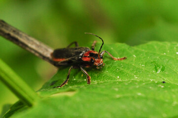 bug on leaf