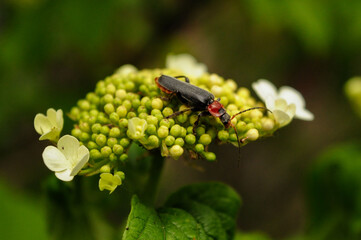 bug on a flower