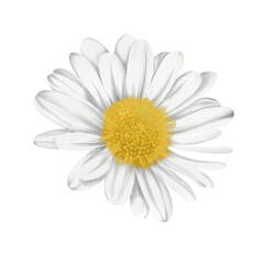 A Daisy Flower.
