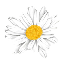 A daisy flower, drawing and coloring in procreate, PNG File.