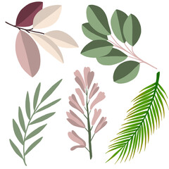 A set of botanical leaves, PNG File