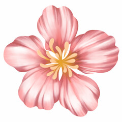 Sakura Flower, PNG File