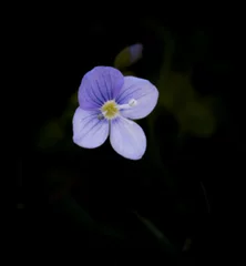 Tuinposter little flower in black. © yvet