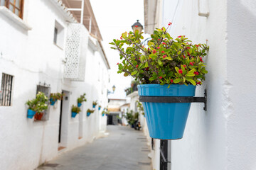 Fototapeta na wymiar Charming Andalusian village adorned with vibrant potted plants on rustic walls, capturing the essence of Spanish beauty