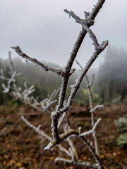 branches of a tree in winter