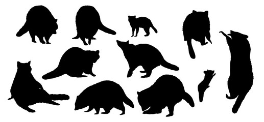 Set of silhouettes Common raccoon in different poses. Raccoons stand, sit, climb a tree. Adult Procyon lotor raccoons and their cubs. Realistic vector animal © AnnstasAg