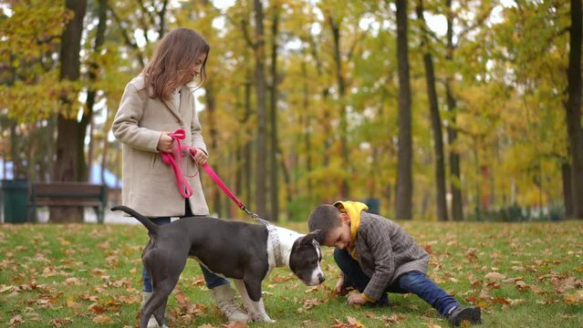 American Staffordshire Terrier on leash playing with boy and girl gathering fallen leaves on meadow. Wide shot hyperactive dog and cheerful children enjoying leisure outdoors