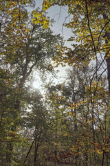 Fototapeta premium autumn in the woods