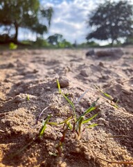 life in the garden