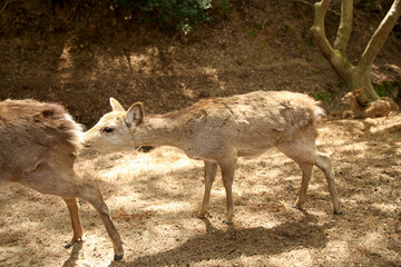 Deer sniffing or kissing butt of deer at Nara Park, Japan