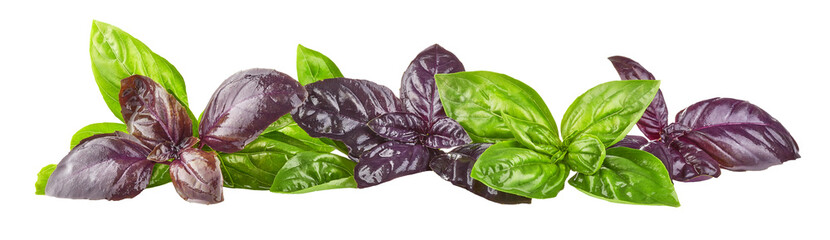 Red Rubin and green Basil Herb Leaves Isolated. PNG.